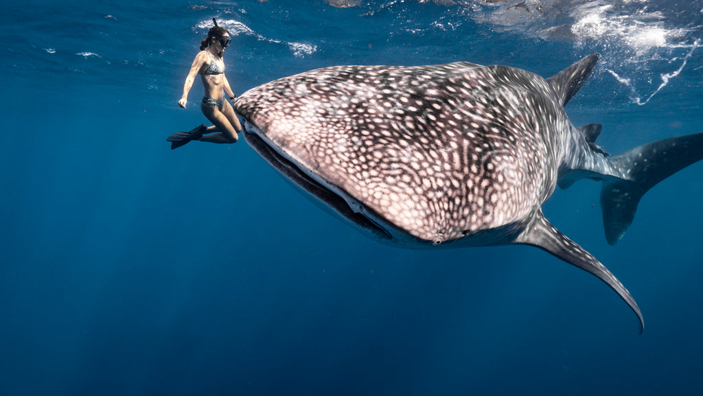 Whale Shark Pendant